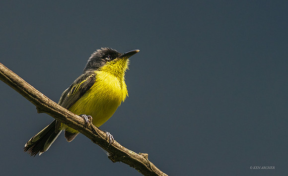 PUBD00144 - Common Tody-flycatcher