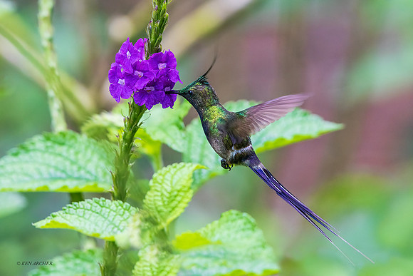 PUHB00235 _ Wire-crested Thorntail
