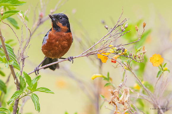 PUBD00128 - Black-throated Flowerpiercer