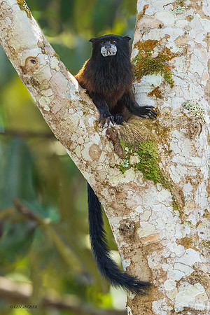 PUMY00012 - Saddle-back Tamarin