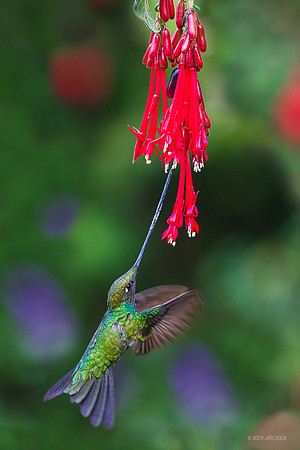 PUHB01006 - Sword-billed Hummingbird