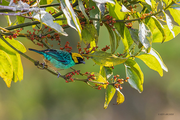 PUTR00128 - Saffron-crowned Tanager