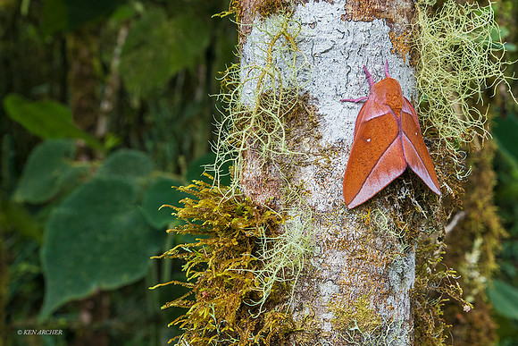 PUIN00022 - Orange Moth