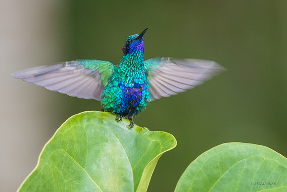 PUHB00021 - Sparkling Violetear