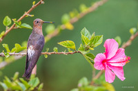 PUHB01231 _ Giant Hummingbird