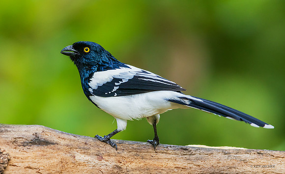 PUTR00090 - Magpie Tanager
