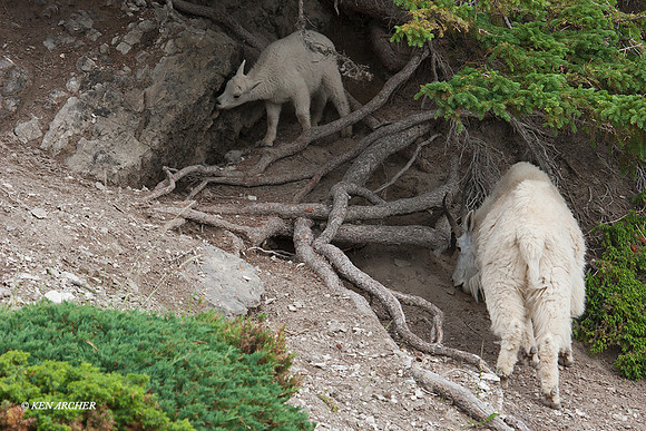 MNGT00008 - Mountain Goat