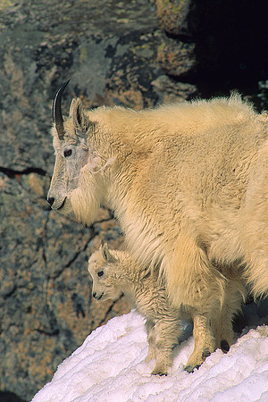 MNGT475751 Mountain Goat Nanny with Kid