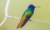 PUHB00135  - Golden-tailed Sapphire