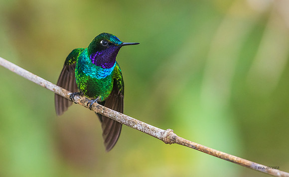 PUHB00361 - Purple-throated Sunangel