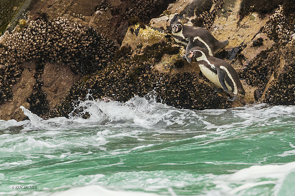 PUWB00729 - Humboldt Penguin