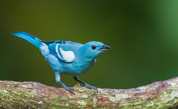 PUTR00009 - Blue-gray Tanager