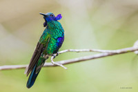 PUHB00680 - Sparkling Violetear