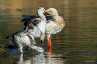 PUWB00553 - Andean Goose