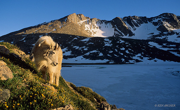 MNGT475750a Mountain Goat, Mount Evans