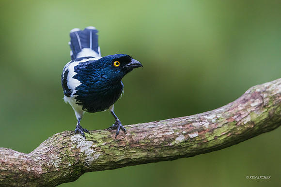 PUTR00069 - Magpie Tanager