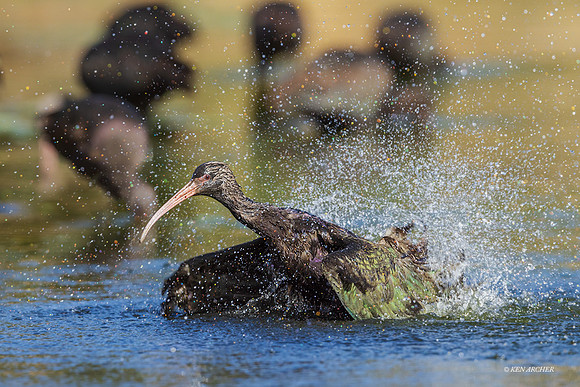 PUWB00440 - Puna Ibis