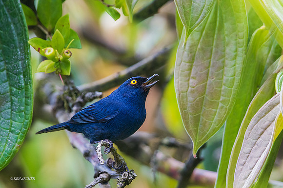 PUBD00125 - Deep-blue Flowerpiercer