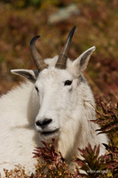 MNGT00029 - Mountain Goat