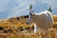 MNGT010968 Mountain Goat