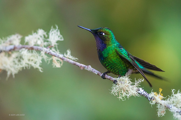 PUHB00507 - Purple-throated Sunangel