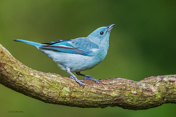 PUTR00040 - Blue Gray Tanager