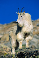 MNGT020263 Mountain Goat