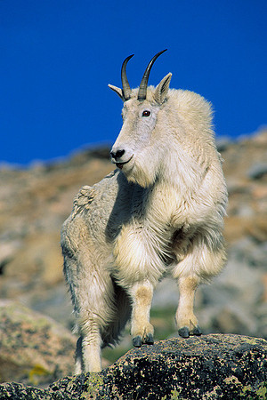 MNGT020263 Mountain Goat