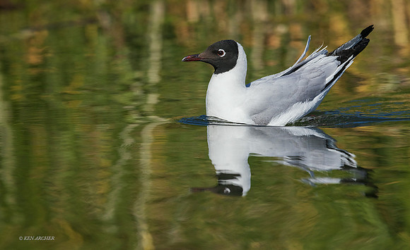 PUWB00374 - Andean Gull