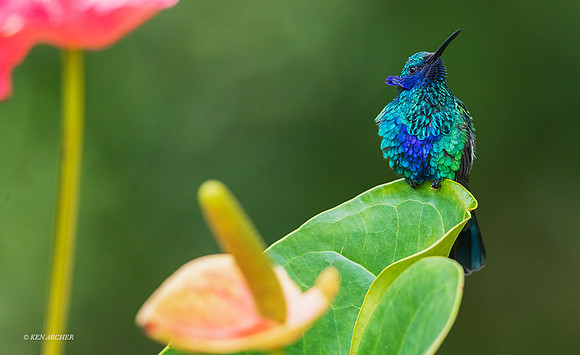 PUHB00063 - Sparkling Violetear