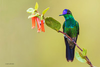 PUHB00545 - Violet-fronted Brilliant