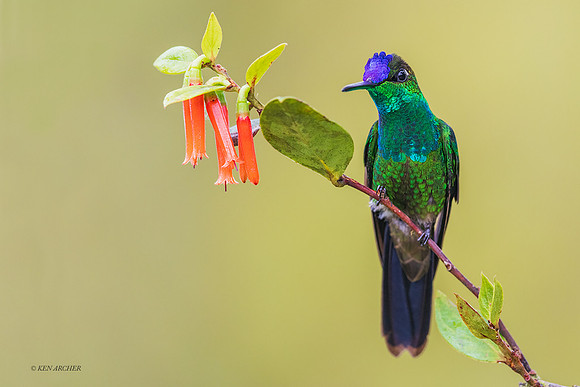 PUHB00545 - Violet-fronted Brilliant