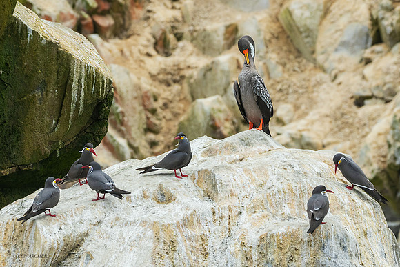 PUWB00696 - Red-legged Cormorant