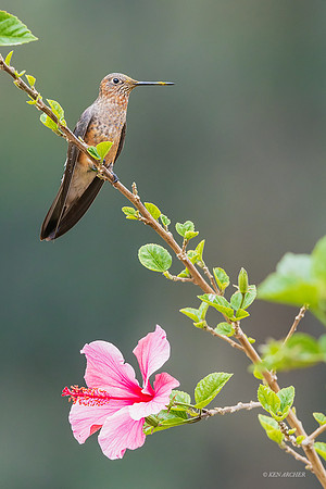 PUHB01217 - Giant Hummingbird