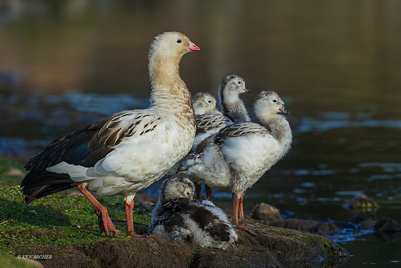 PUWB00649 - Andean Goose