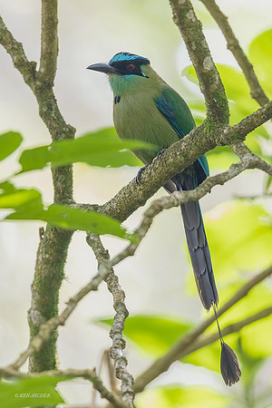 PUWP00032  - Turquoise-browed Motmot