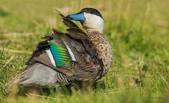 PUWB00583 - Blue-billed Teal
