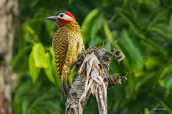 PUWP00008 - Spot-breasted Woodpecker