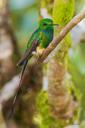 PUHB00638 - Booted Racket-tail