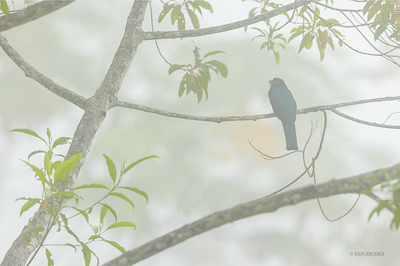 PUTN00118 - Green-backed Trogon