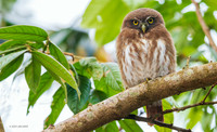 PURR00045 - Ferruginous Pygmy Owl