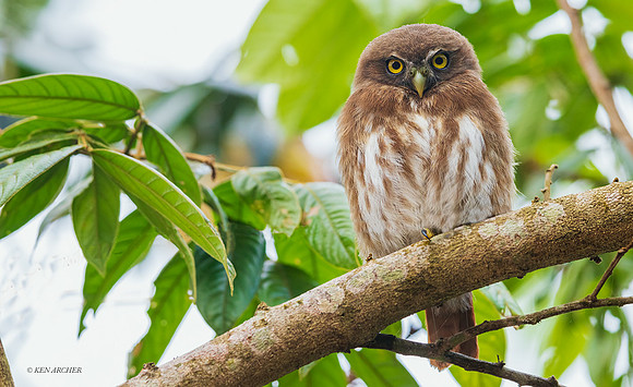 PURR00045 - Ferruginous Pygmy Owl