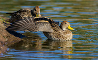 PUWB00517 - Yellow-billed Pintail