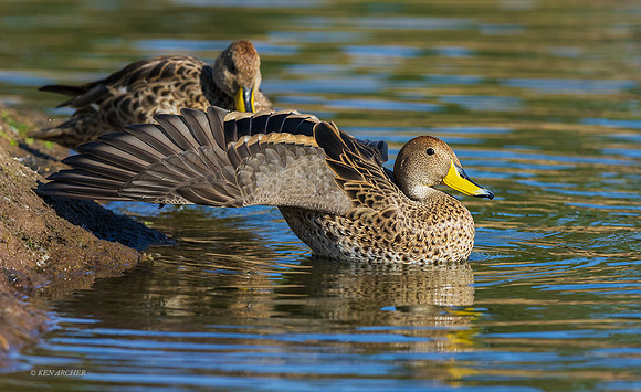 PUWB00517 - Yellow-billed Pintail