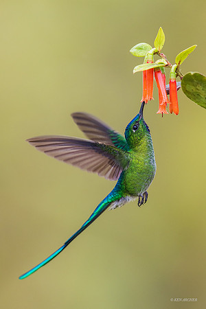 PUHB00564 - Long-tailed Sylph
