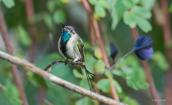 PUHB00508 _ Marvelous Spatuletail