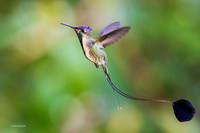 PUHB00366 - Marvelous Spatuletail Hummingbird