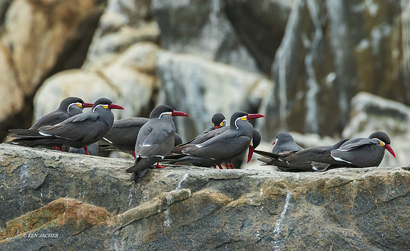 PUWB00689 - Inca tern