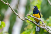 PUTN00006 _ Green-backed  Trogon