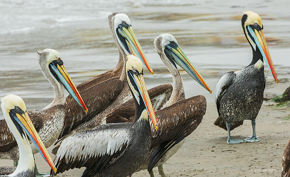 PUWB00117 - Peruvian Pelican